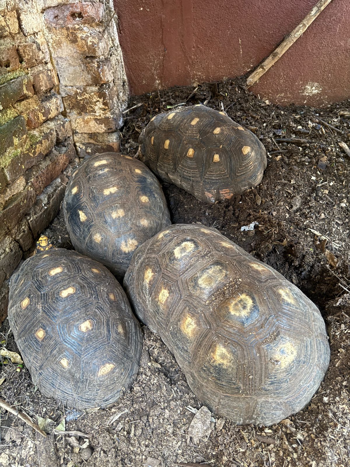Allanan veterinaria céntrica de Posadas y rescatan más de cien animales silvestres imagen-8