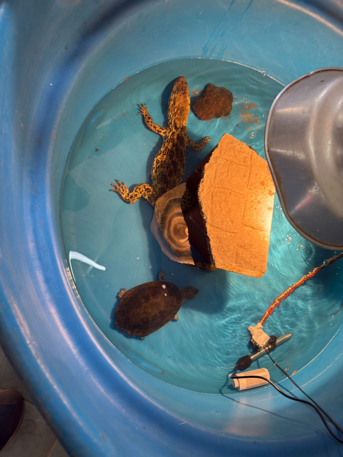 Allanan veterinaria céntrica de Posadas y rescatan más de cien animales silvestres imagen-10