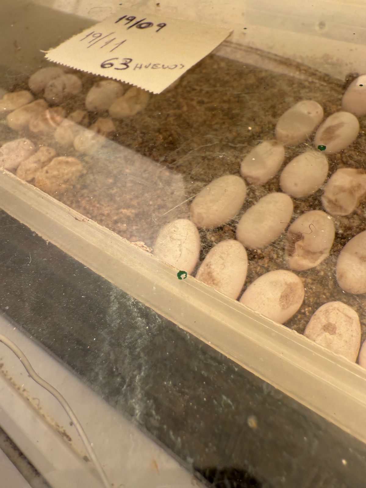 Allanan veterinaria céntrica de Posadas y rescatan más de cien animales silvestres imagen-12