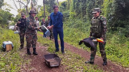 Animales silvestres, víctimas del mascotismo regresaron a la selva misionera imagen-7