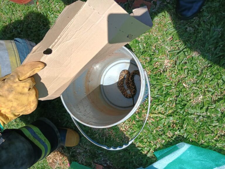 Visitante peligrosa en Apóstoles: la Policía y los Bomberos rescataron una yarará ñata del patio de una vivienda imagen-35
