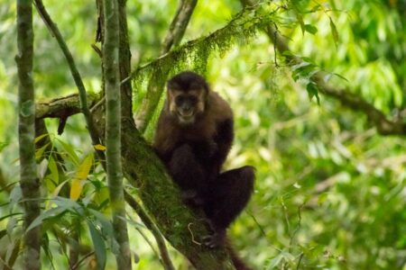 Ecología y la Fundación Ohana liberaron 8 monos Capuchinos rehabilitados imagen-6
