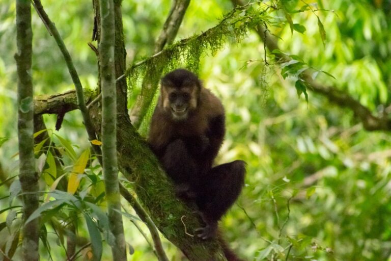 Ecología y la Fundación Ohana liberaron 8 monos Capuchinos rehabilitados imagen-28