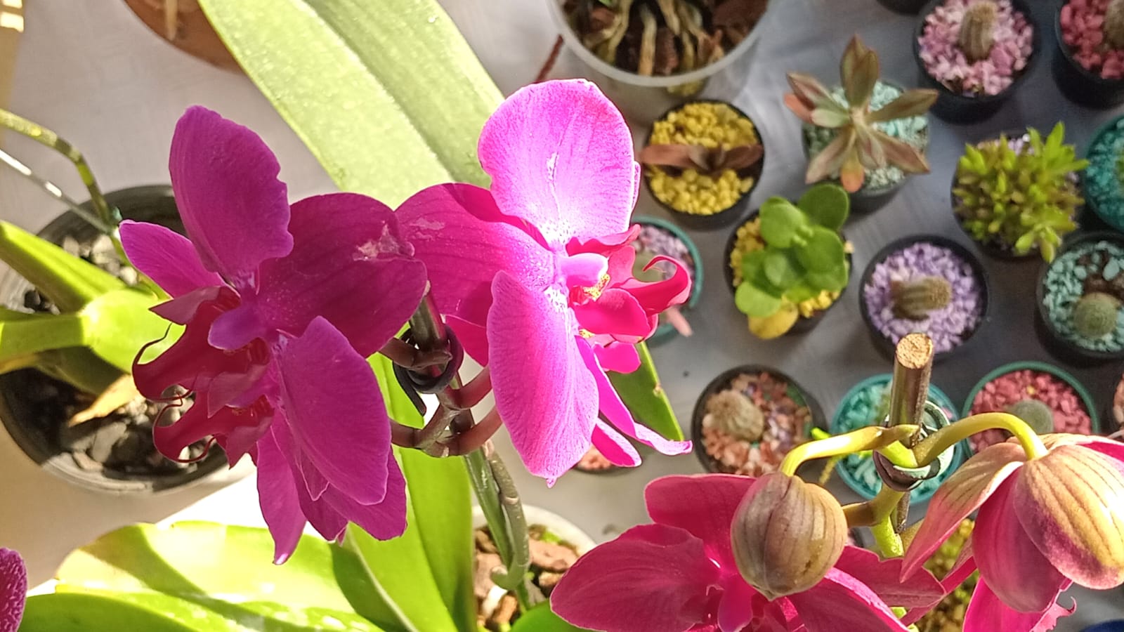 Exitosa Expo Festival por el 7mo aniversario del Instituto Misionero del Cáncer imagen-6