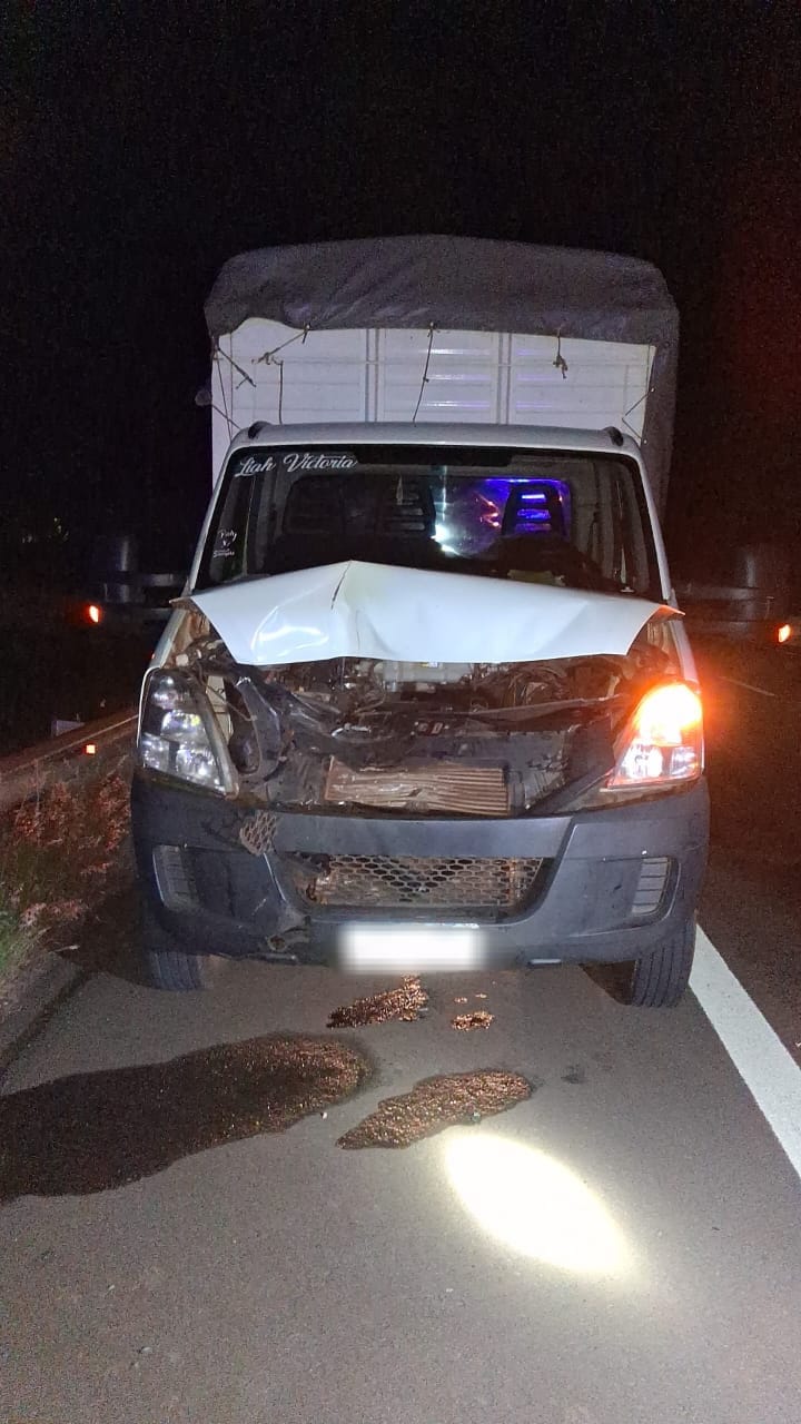 Santa Ana: un camión impactó contra un animal vacuno sobre la Ruta 12 imagen-4