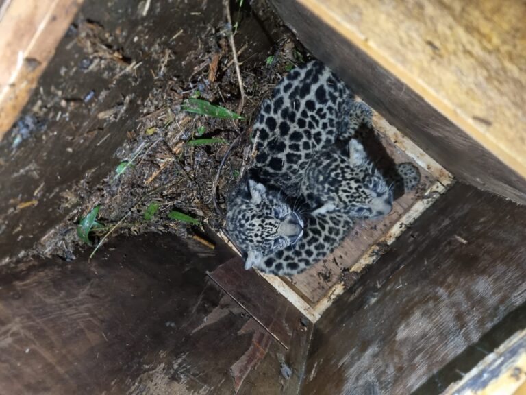 Puerto Iguazú: en un operativo inédito en el país, la yaguareté Pará y sus cachorros fueron capturados y relocalizados en un área natural protegida imagen-15