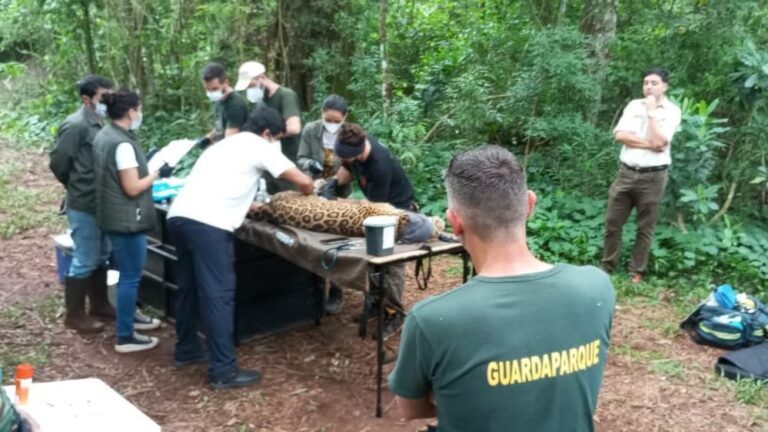 Operativo de relocalización de la yaguareté "Pará" y sus crías: "Reafirma el compromiso de Misiones con la conservación de su fauna", destacan imagen-16