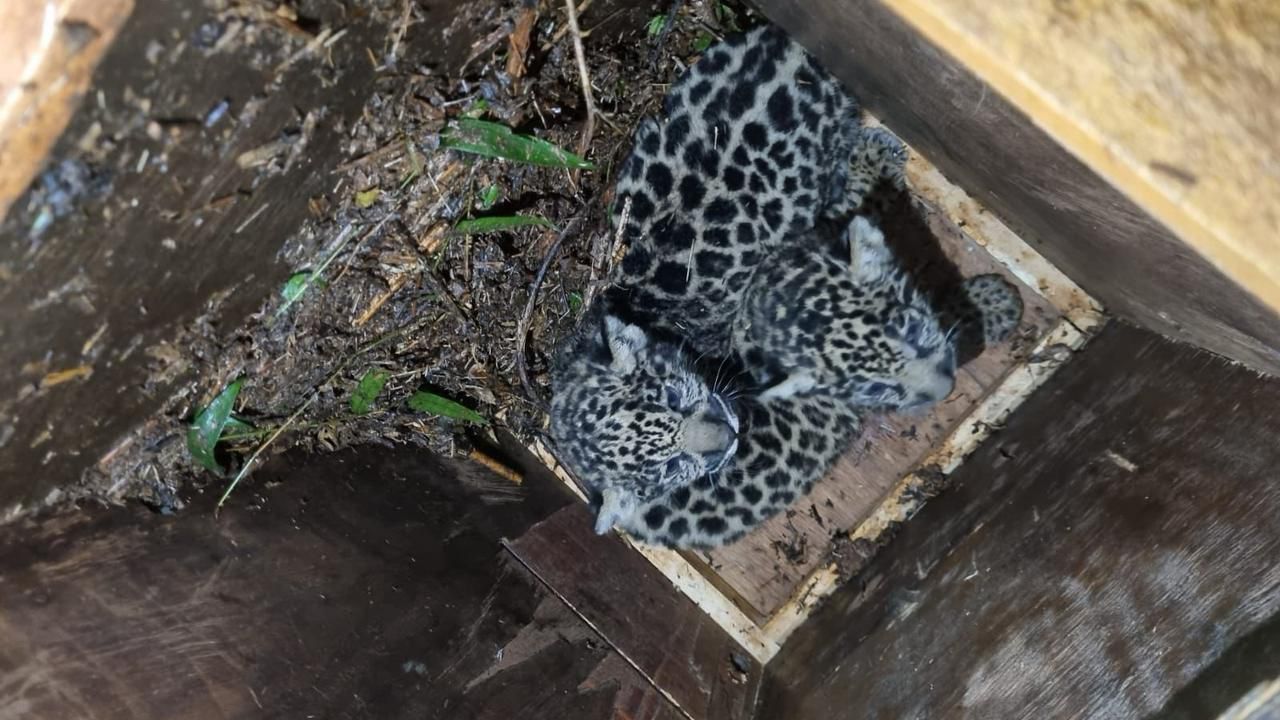 Operativo de relocalización de la yaguareté "Pará" y sus crías: "Reafirma el compromiso de Misiones con la conservación de su fauna", destacan imagen-2