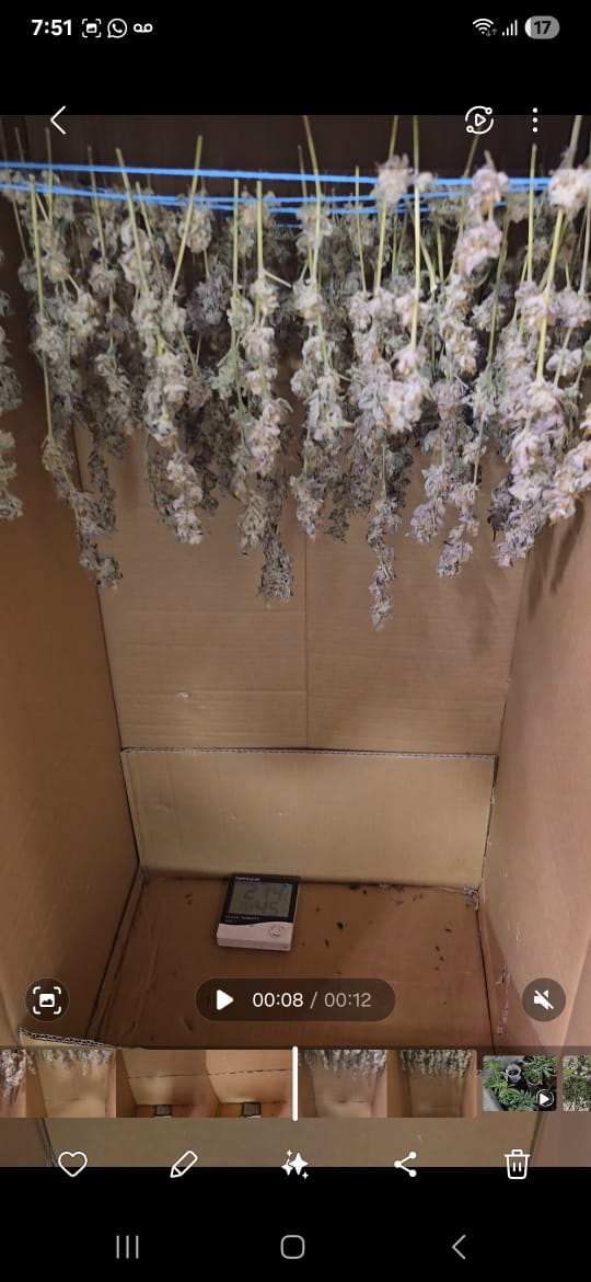 Más de 100 plantas de marihuana, control térmico y una cartera de clientes: así funcionaba un búnker de droga en Posadas 3 Más de 100 plantas de marihuana, control térmico y una cartera de clientes: así funcionaba un búnker de droga en Posadas imagen-2