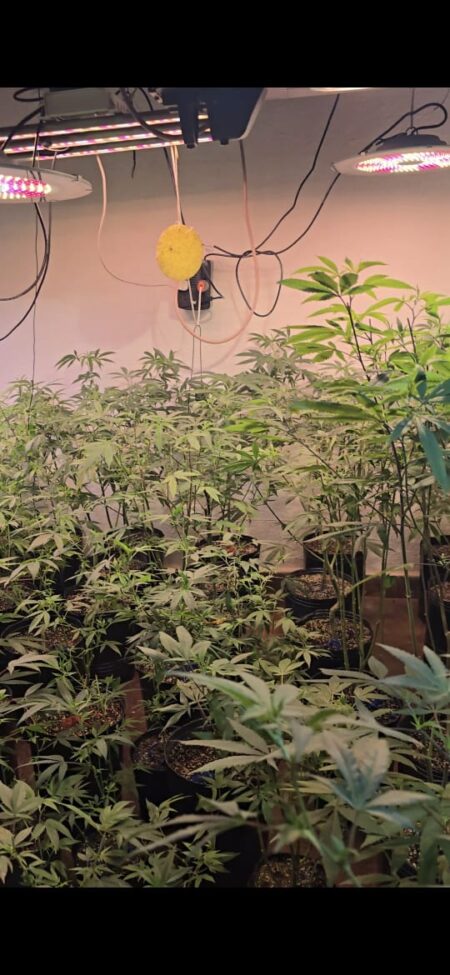 Más de 100 plantas de marihuana, control térmico y una cartera de clientes: así funcionaba un búnker de droga en Posadas imagen-8