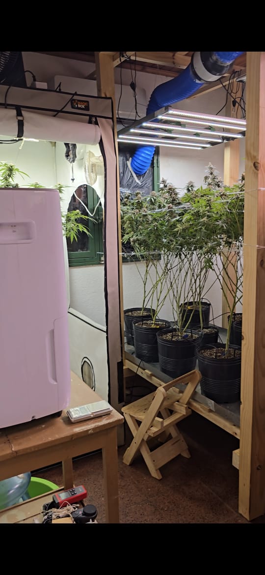 Más de 100 plantas de marihuana, control térmico y una cartera de clientes: así funcionaba un búnker de droga en Posadas 7 Más de 100 plantas de marihuana, control térmico y una cartera de clientes: así funcionaba un búnker de droga en Posadas imagen-6