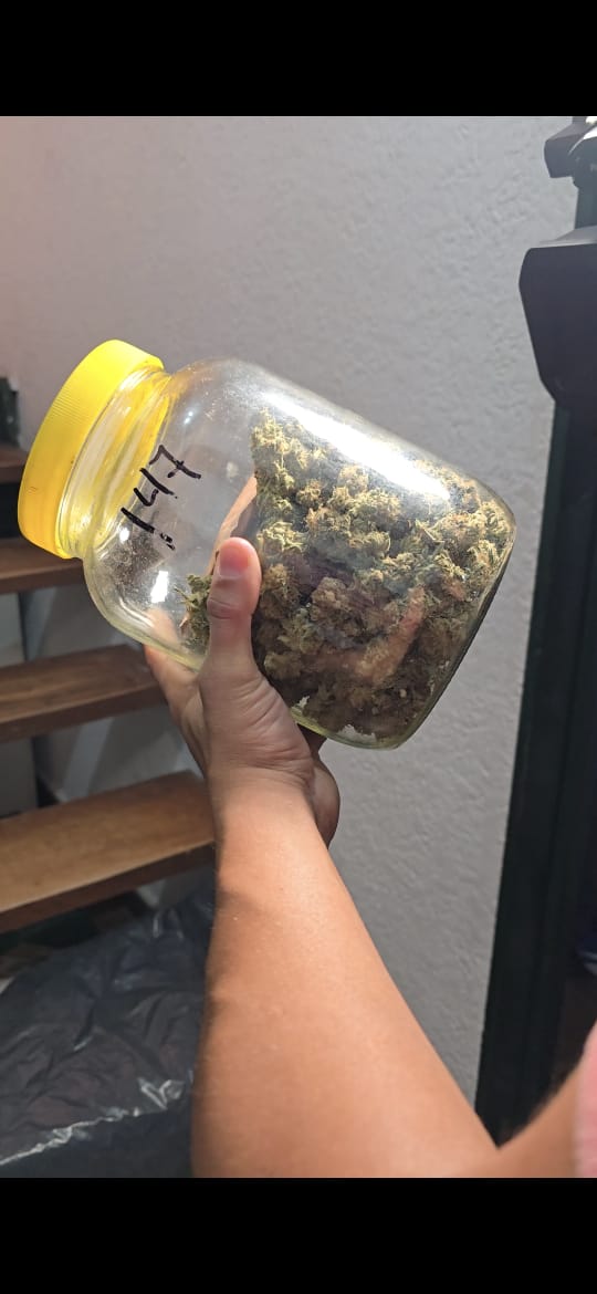 Más de 100 plantas de marihuana, control térmico y una cartera de clientes: así funcionaba un búnker de droga en Posadas 9 Más de 100 plantas de marihuana, control térmico y una cartera de clientes: así funcionaba un búnker de droga en Posadas imagen-8