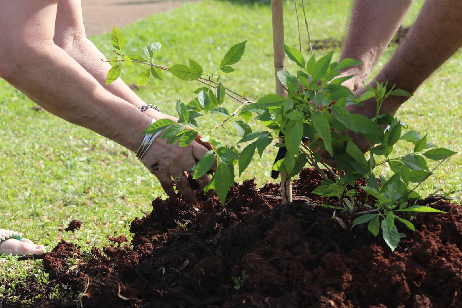 "Barrios Más Verdes" realizó otra exitosa plantación de árboles 7 "Barrios Más Verdes" realizó otra exitosa plantación de árboles imagen-6