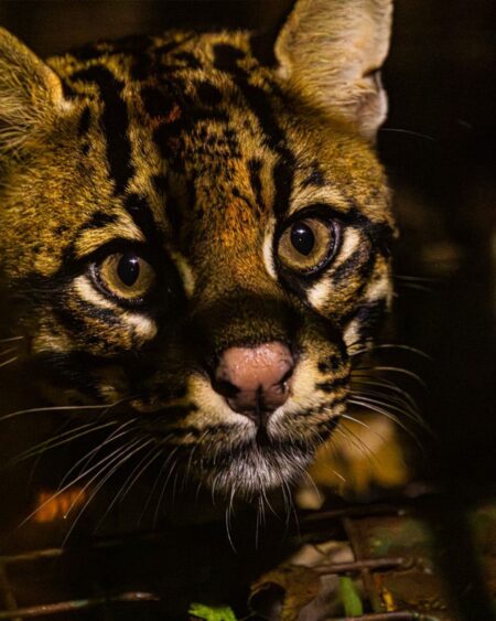 Entregaron muestras biológicas de un ocelote a la Policía de Misiones para entrenamiento de canes imagen-9