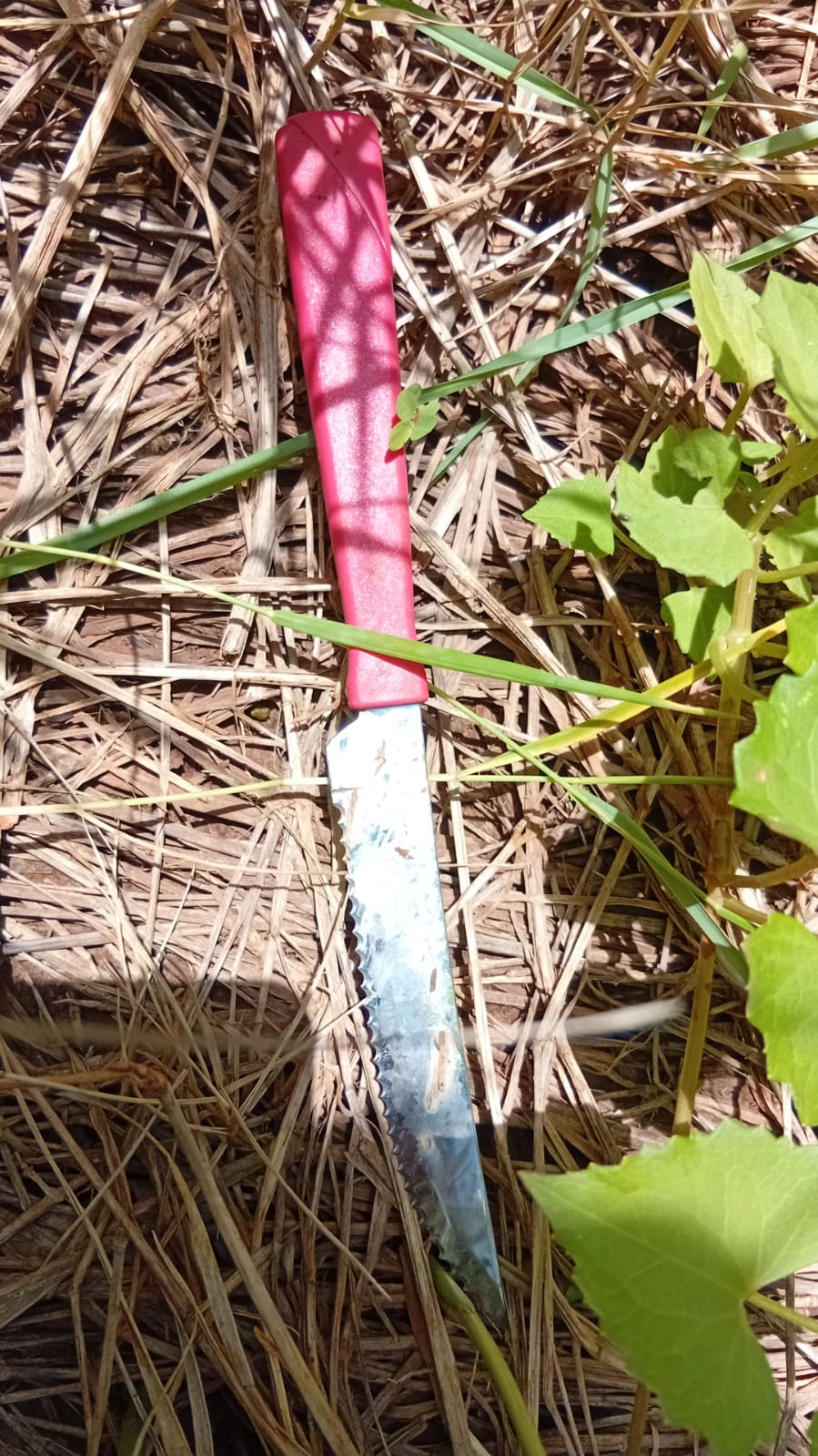 Cuatro detenidos en la investigación por el asesinato de un joven posadeño en un quincho de Candelaria 3 Cuatro detenidos en la investigación por el asesinato de un joven posadeño en un quincho de Candelaria imagen-2