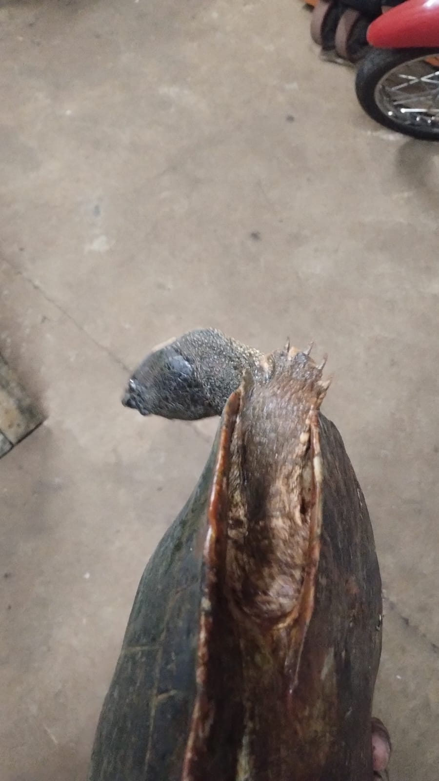 Niños del barrio 1ro de Mayo "pescaron" una tortuga acuática pero luego lo devolvieron al arroyo 2 Niños del barrio 1ro de Mayo "pescaron" una tortuga acuática pero luego lo devolvieron al arroyo imagen-1