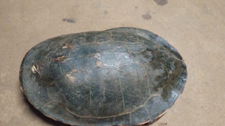 Niños del barrio 1ro de Mayo "pescaron" una tortuga acuática pero luego lo devolvieron al arroyo imagen-46