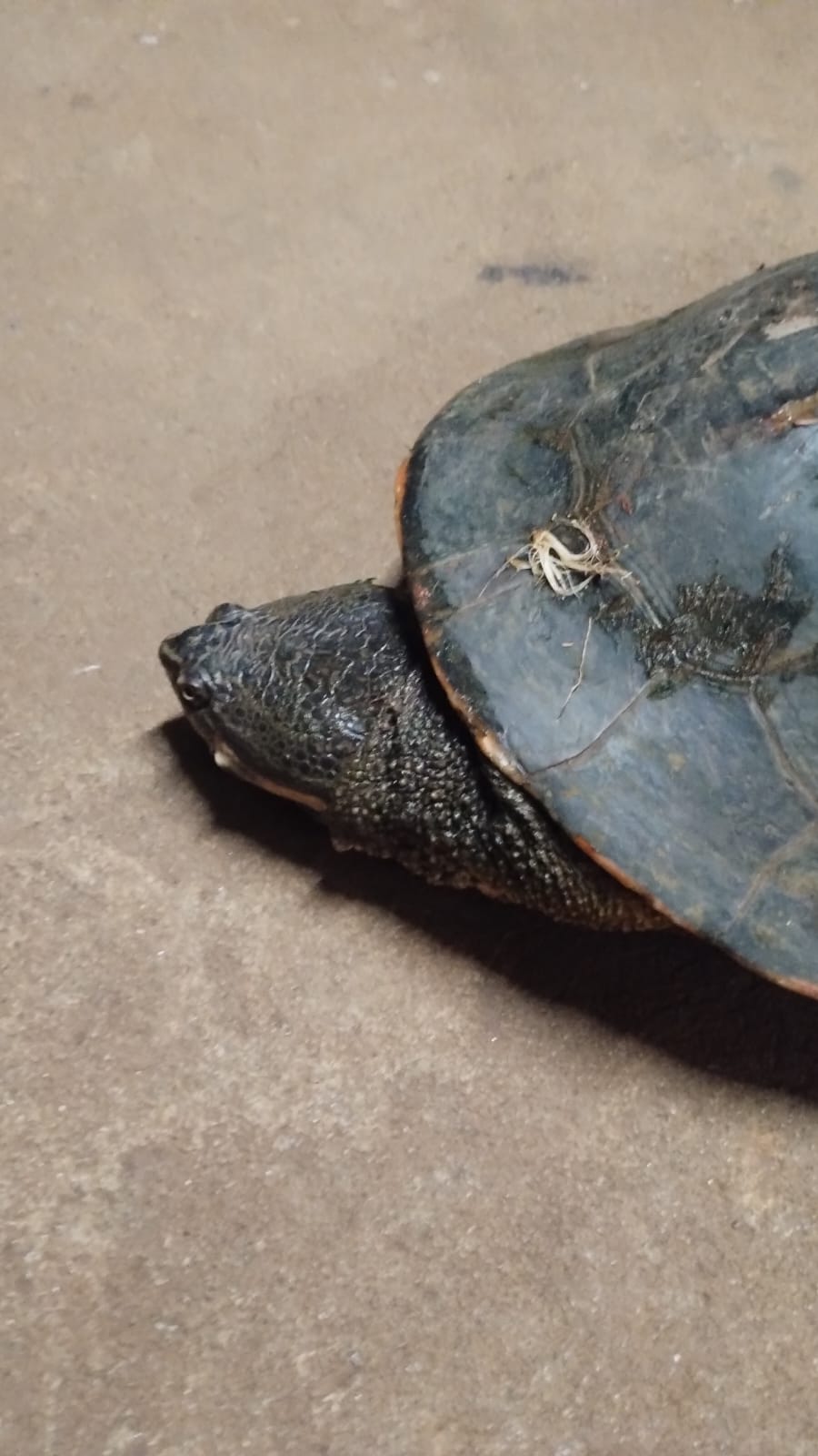 Niños del barrio 1ro de Mayo "pescaron" una tortuga acuática pero luego lo devolvieron al arroyo 4 Niños del barrio 1ro de Mayo "pescaron" una tortuga acuática pero luego lo devolvieron al arroyo imagen-3