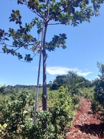 Crecen con buen desarrollo los árboles implantados en yerbales para lograr resiliencia climática imagen-4