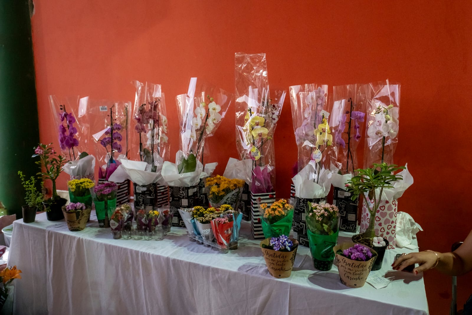 Passalacqua: “En Misiones tenemos todas las condiciones para construir un núcleo económico fuerte a partir de la producción de flores” imagen-10