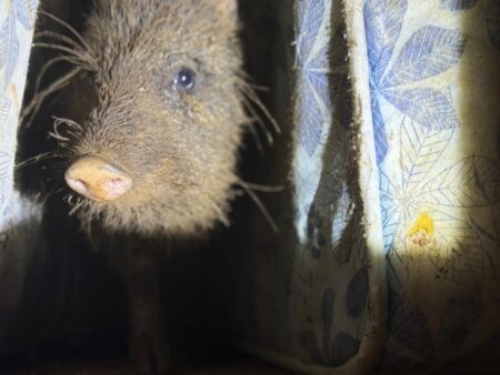 Tenía de mascota un pecarí y fue liberado por policías ambientales imagen-1