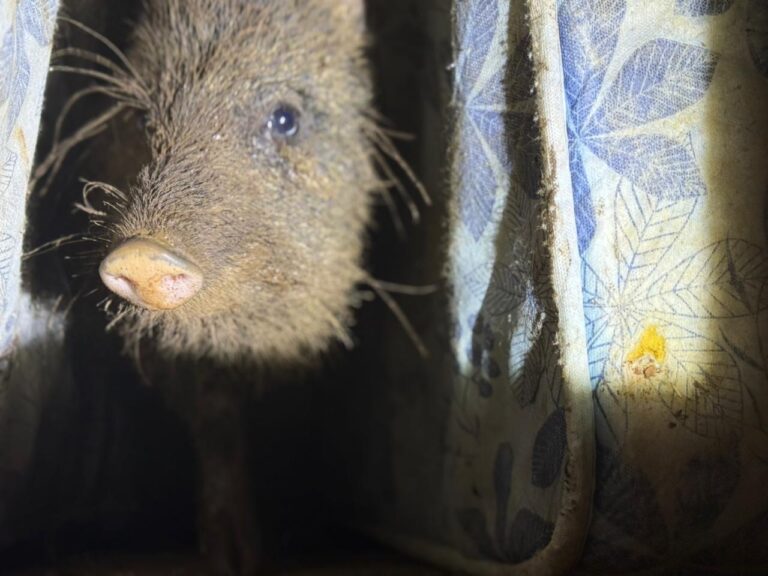 Tenía de mascota un pecarí y fue liberado por policías ambientales imagen-43