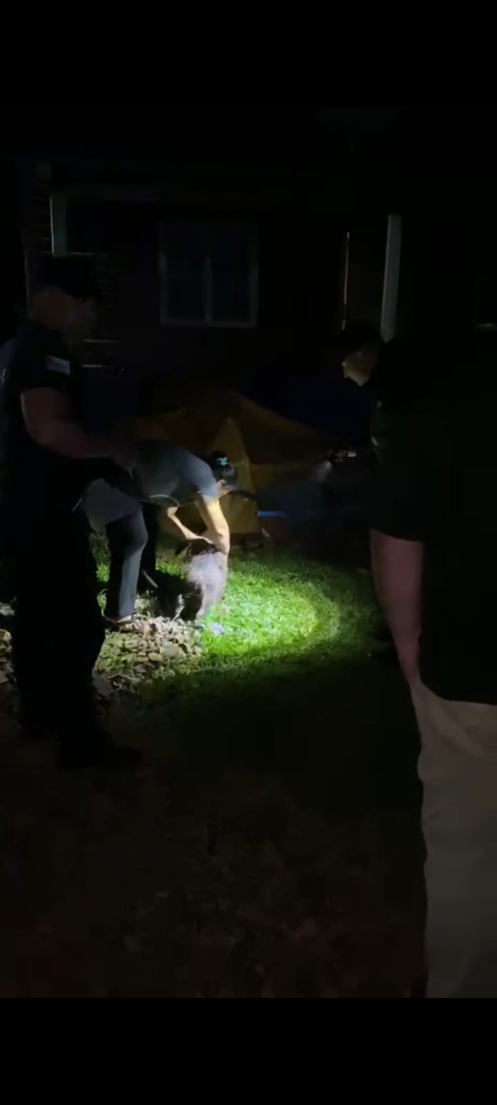 Tenía de mascota un pecarí y fue liberado por policías ambientales 5 Tenía de mascota un pecarí y fue liberado por policías ambientales imagen-4