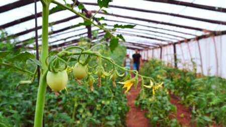 Productores hortícolas de Gobernador Roca recibirán asistencia tras temporal imagen-2