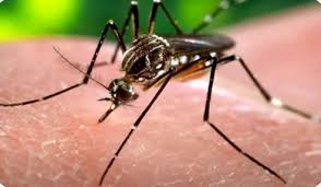 Argentina refuerza la vigilancia y la prevención frente al brote de fiebre amarilla en la región imagen-6