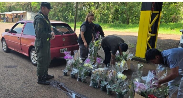 Contrabando en la Triple Frontera: incautaron 49 plantas de orquídeas sin certificación imagen-8