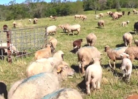 Legislatura: aprueban la creación del Régimen Legal para el Desarrollo de la Producción Ovina y Caprina de la Provincia imagen-6