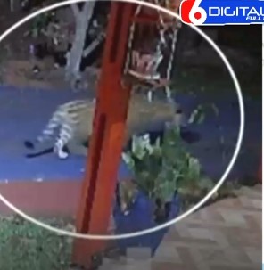 Capturaron a la yaguareté “Pará” en Iguazú: fue madre y será trasladada a Yabotí imagen-2