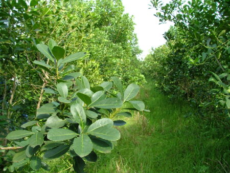 Actualizan el Costo de Producción de la Hoja Verde de Yerba Mate imagen-6