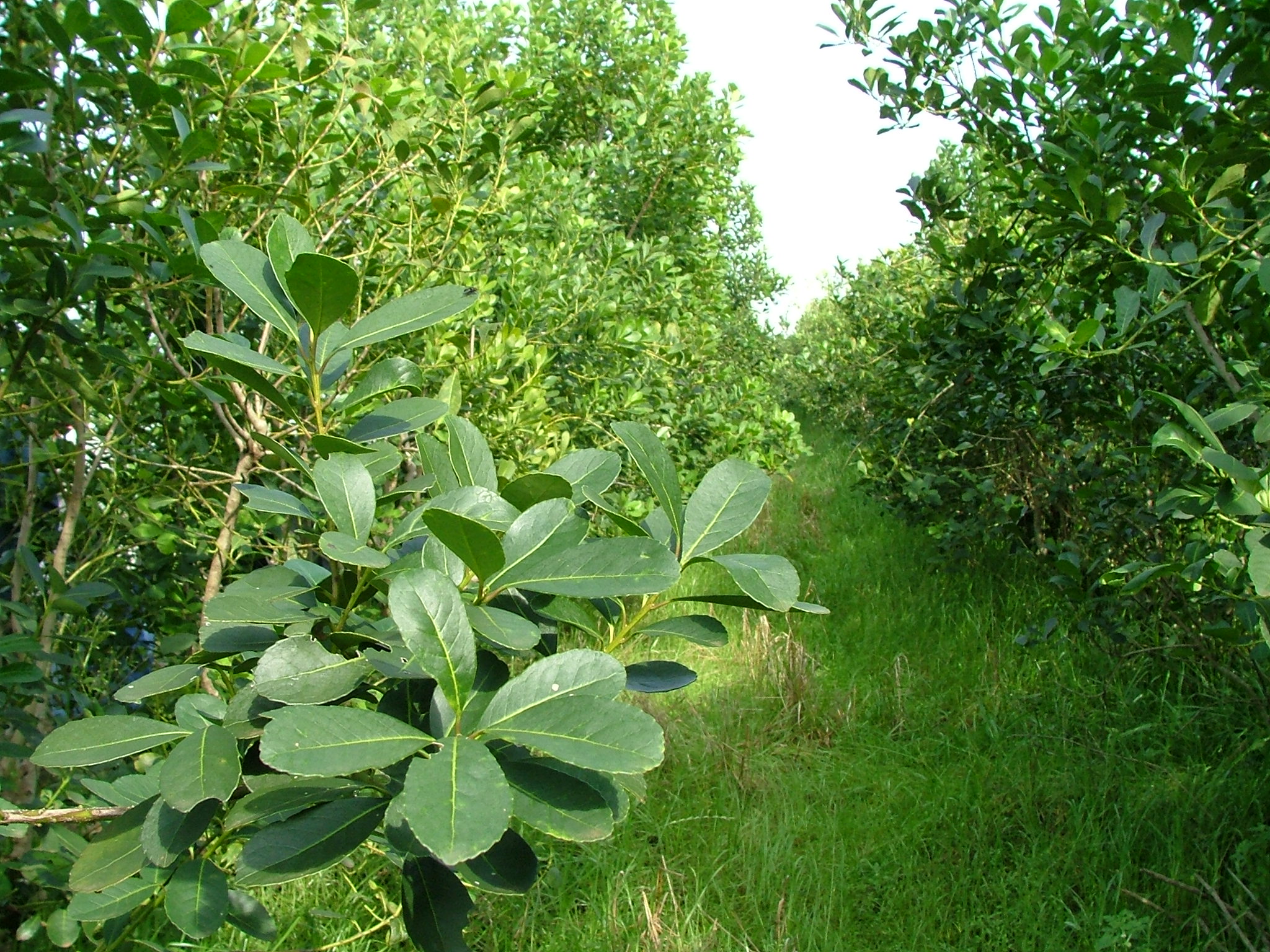 Actualizan el Costo de Producción de la Hoja Verde de Yerba Mate Actualizan el Costo de Producción de la Hoja Verde de Yerba Mate imagen-1