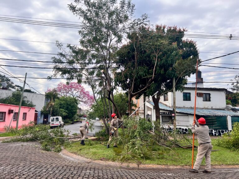 Energía de Misiones continúa con el operativo de despeje de líneas en Posadas imagen-42