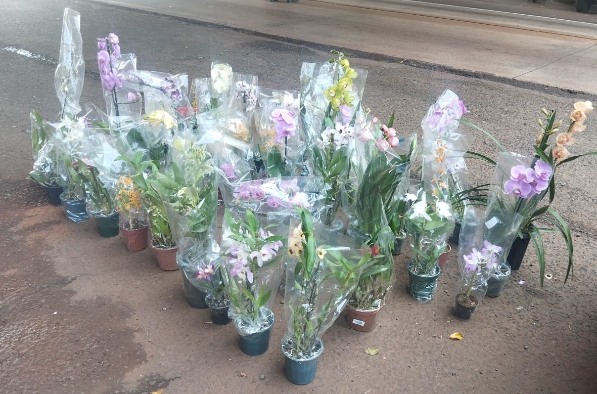 Contrabando en la Triple Frontera: incautaron 49 plantas de orquídeas sin certificación 3 Contrabando en la Triple Frontera: incautaron 49 plantas de orquídeas sin certificación imagen-2