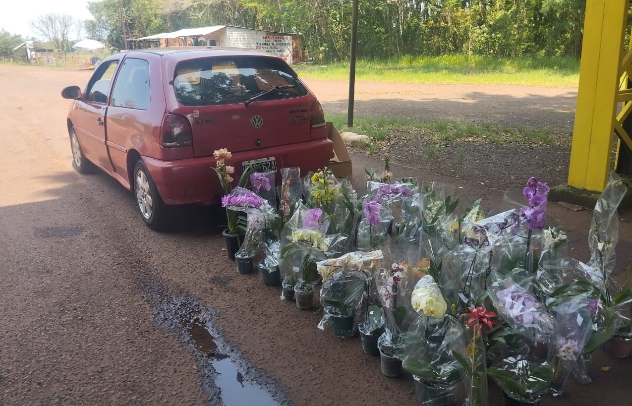 Contrabando en la Triple Frontera: incautaron 49 plantas de orquídeas sin certificación 5 Contrabando en la Triple Frontera: incautaron 49 plantas de orquídeas sin certificación imagen-4