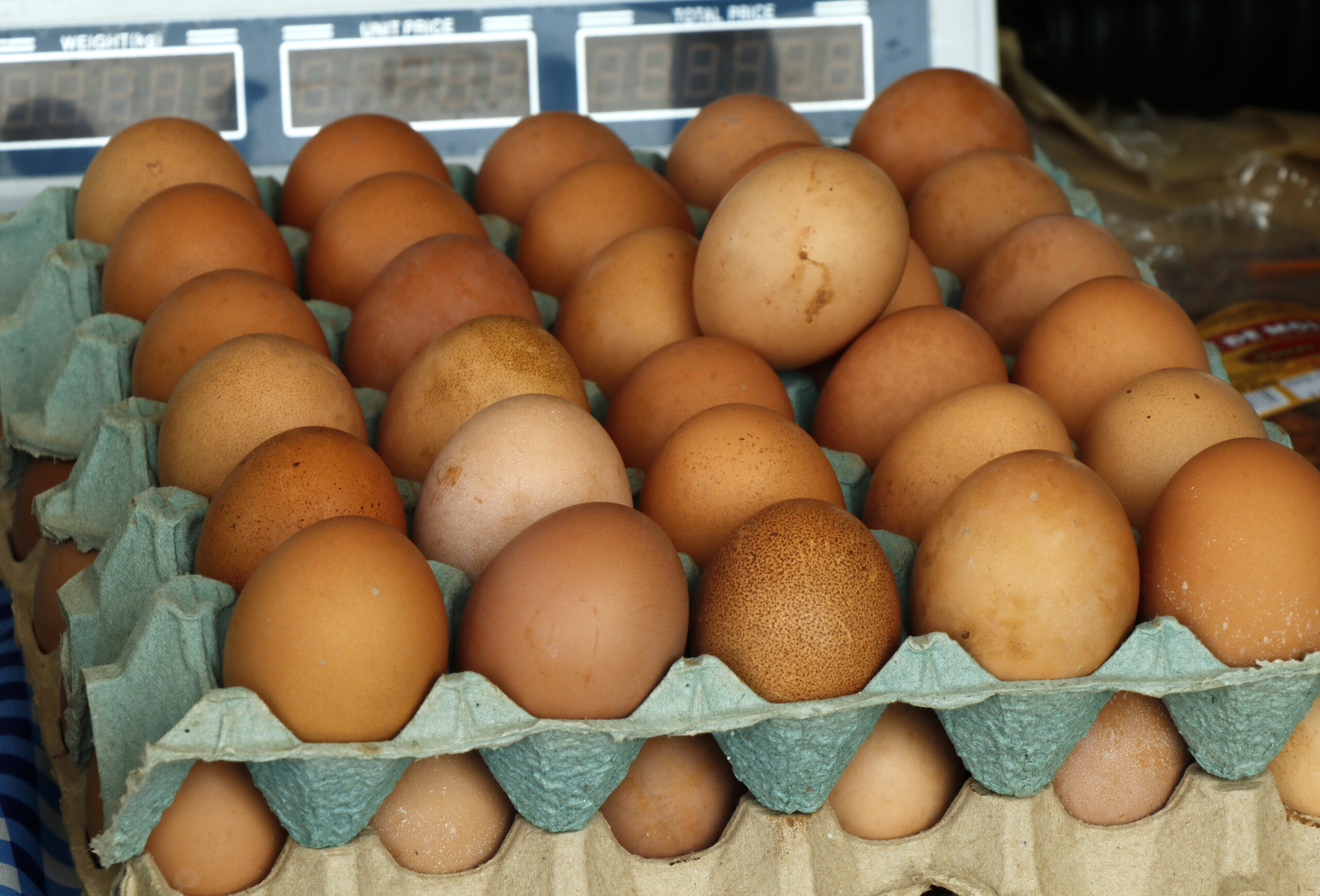 Bernardo de Irigoyen: Recuperan CIC de Vista Alegre y lo transforman en espacio de producción y capacitación comunitaria 15 Bernardo de Irigoyen: Recuperan CIC de Vista Alegre y lo transforman en espacio de producción y capacitación comunitaria imagen-14