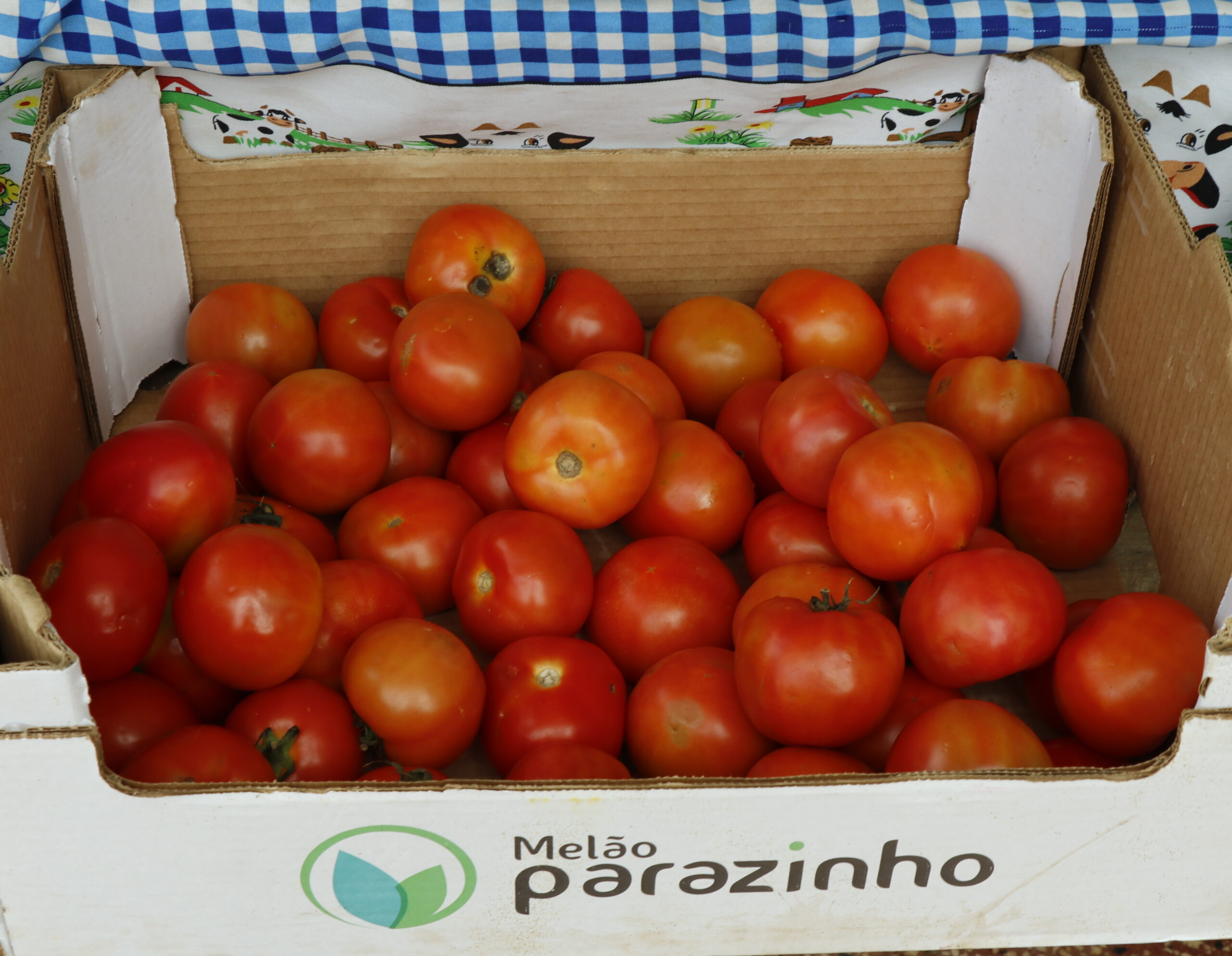 Bernardo de Irigoyen: Recuperan CIC de Vista Alegre y lo transforman en espacio de producción y capacitación comunitaria 13 Bernardo de Irigoyen: Recuperan CIC de Vista Alegre y lo transforman en espacio de producción y capacitación comunitaria imagen-12