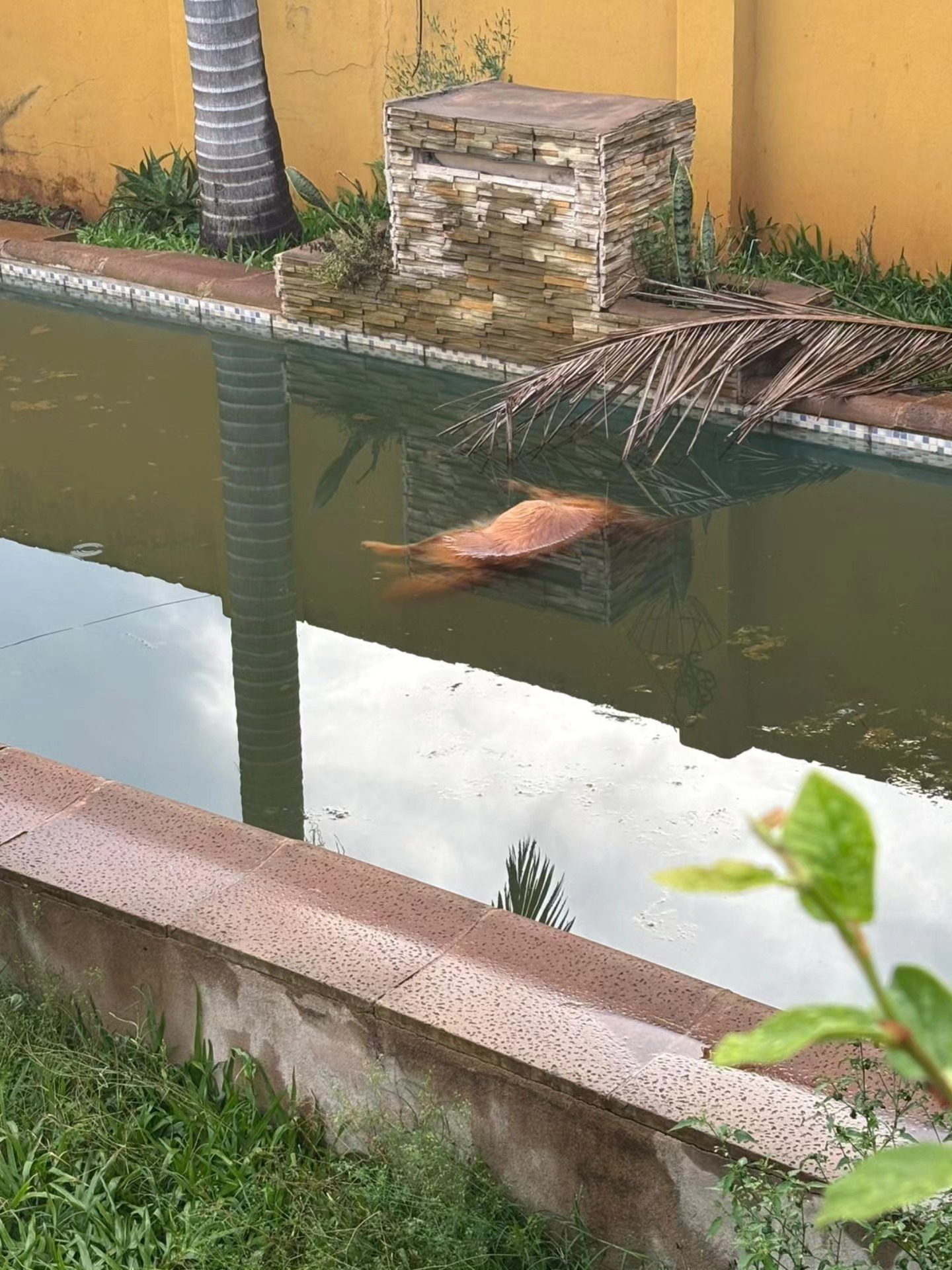 Crueldad animal en Posadas: un perro murió ahogado y otro agonizaba cuando fue rescatado por la Policía 5 Crueldad animal en Posadas: un perro murió ahogado y otro agonizaba cuando fue rescatado por la Policía imagen-4