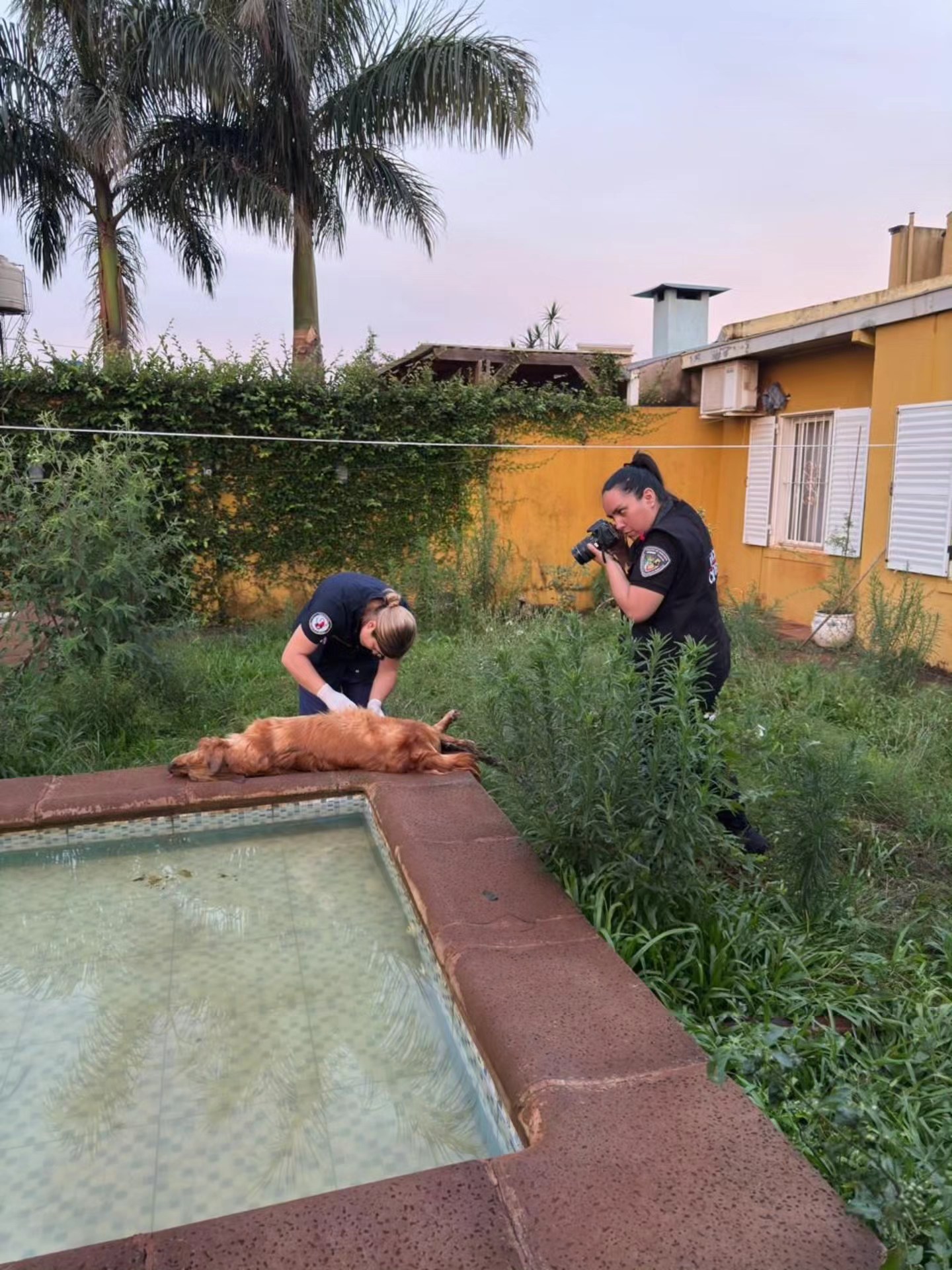 Crueldad animal en Posadas: un perro murió ahogado y otro agonizaba cuando fue rescatado por la Policía 3 Crueldad animal en Posadas: un perro murió ahogado y otro agonizaba cuando fue rescatado por la Policía imagen-2