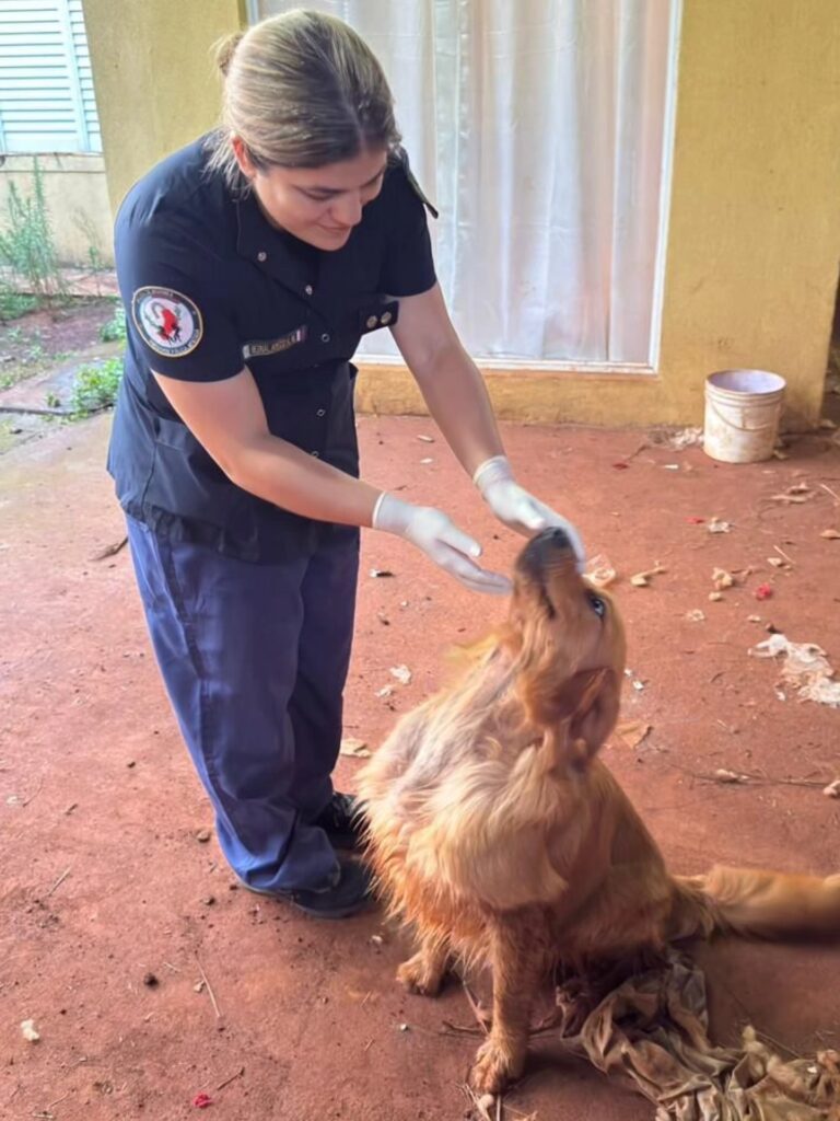 Crueldad animal en Posadas: un perro murió ahogado y otro agonizaba cuando fue rescatado por la Policía Crueldad animal en Posadas: un perro murió ahogado y otro agonizaba cuando fue rescatado por la Policía imagen-30