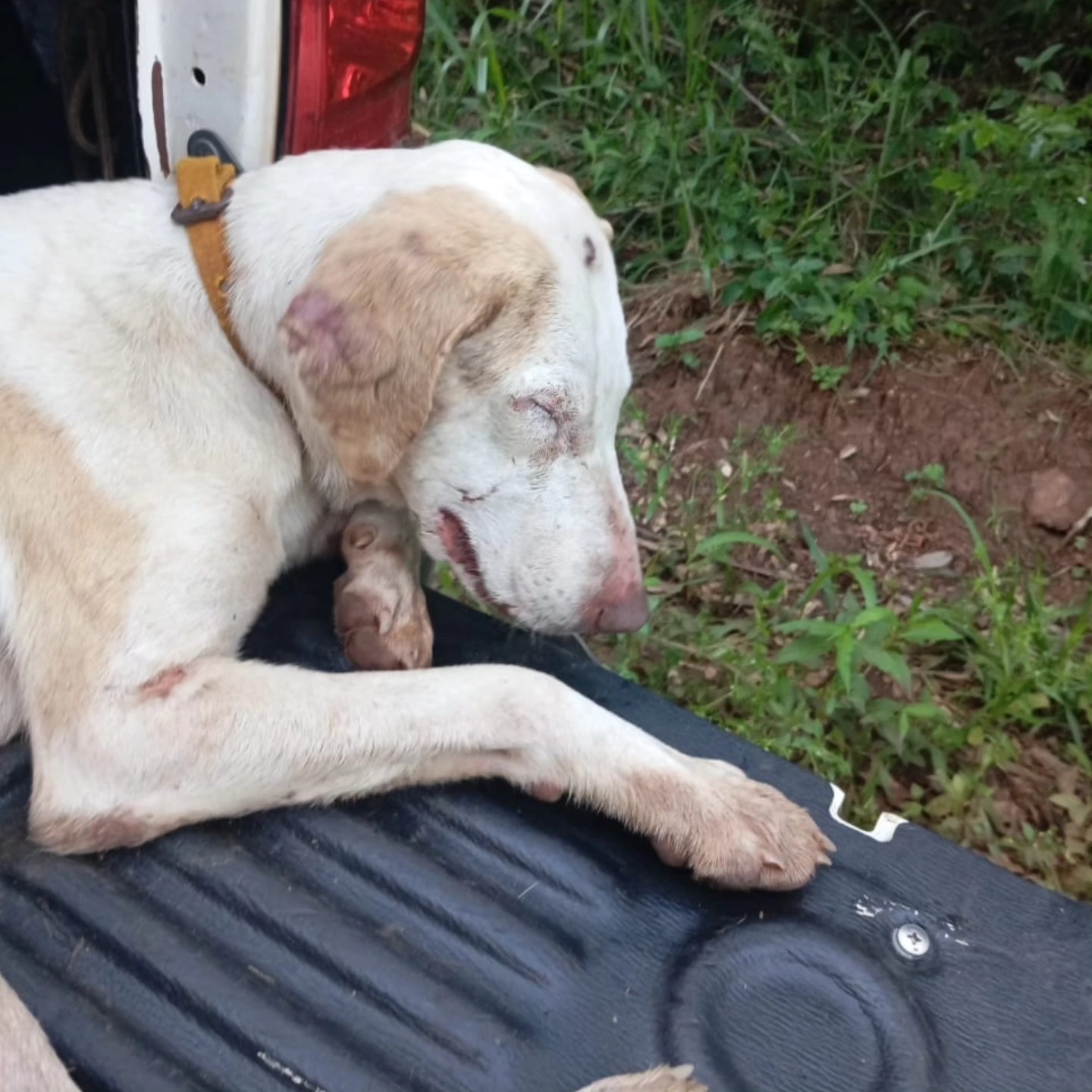 Eldorado: tres hombres detenidos con perros desnutridos presuntamente usados para caza furtiva imagen-2