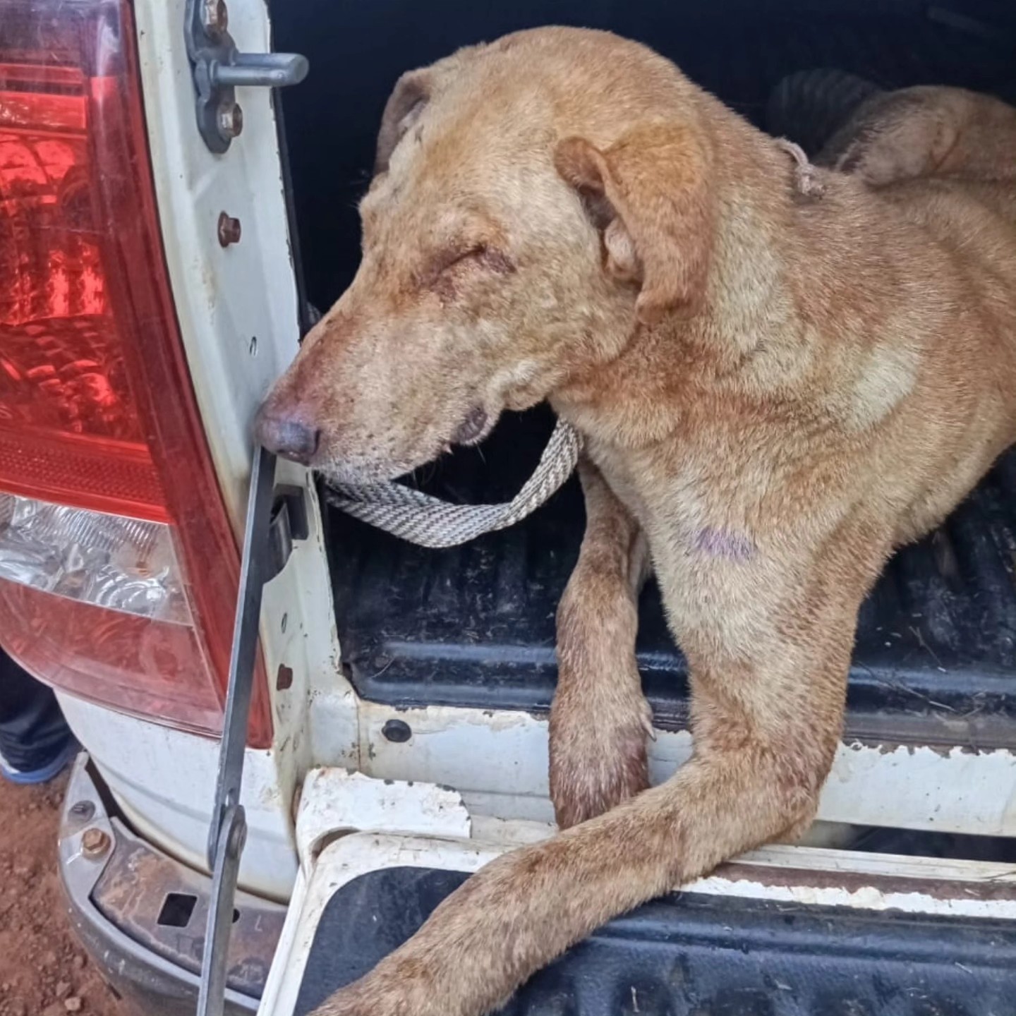 Eldorado: tres hombres detenidos con perros desnutridos presuntamente usados para caza furtiva imagen-4