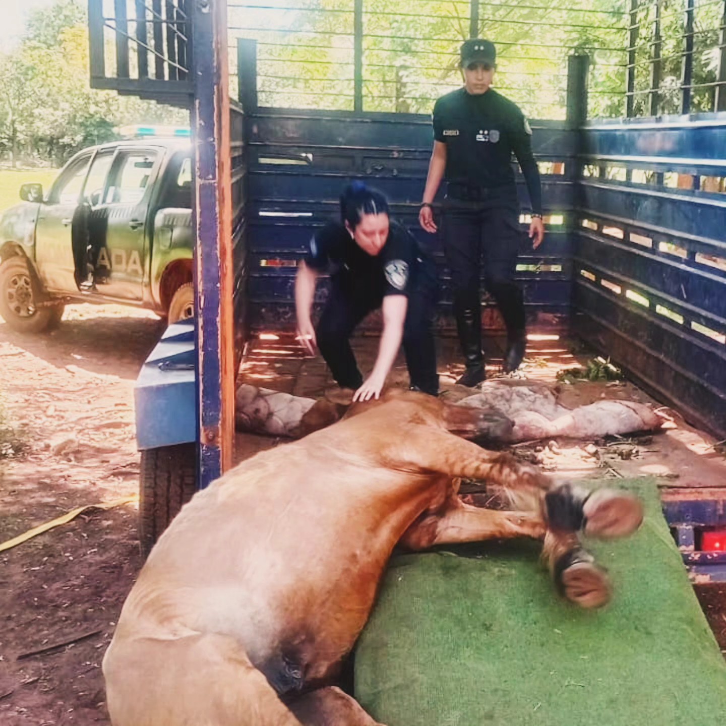 Un caballo colapsó de agotamiento y la Policía montó un operativo para rescatarlo en Posadas 5 Un caballo colapsó de agotamiento y la Policía montó un operativo para rescatarlo en Posadas imagen-4