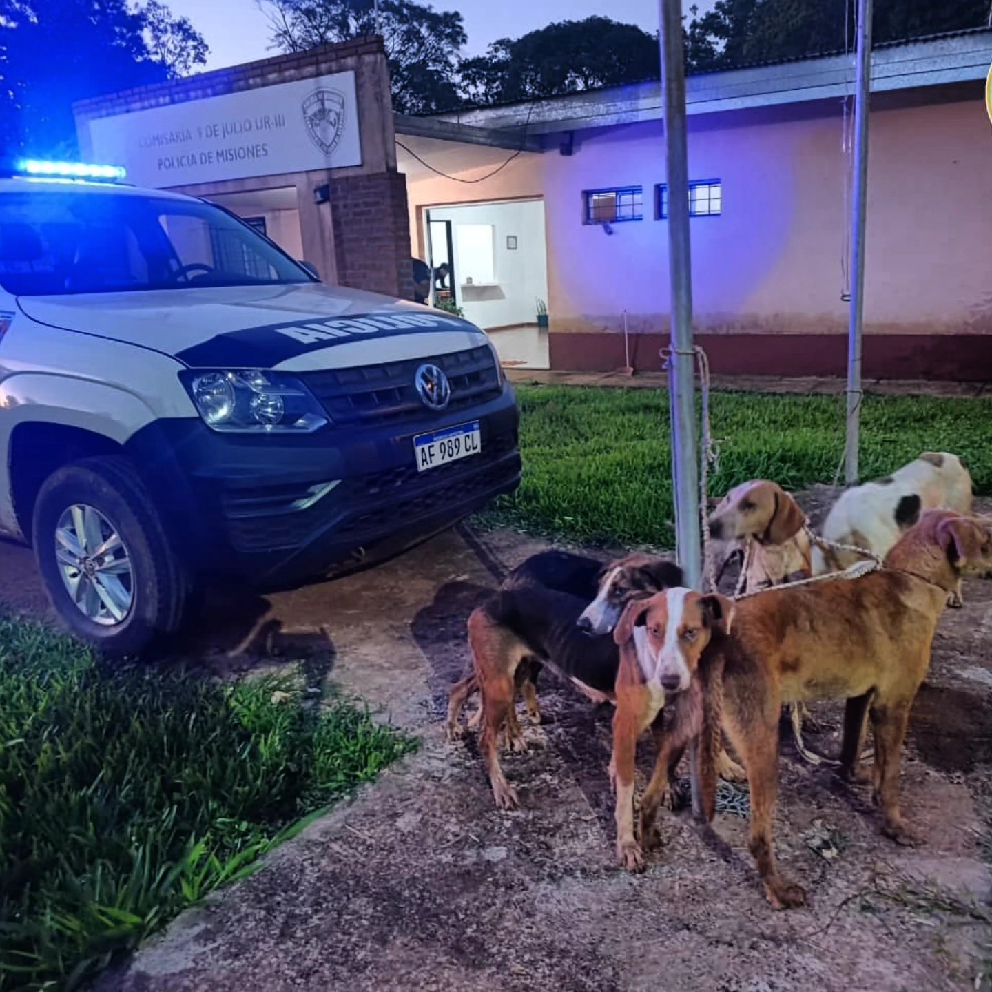 Eldorado: tres hombres detenidos con perros desnutridos presuntamente usados para caza furtiva imagen-6