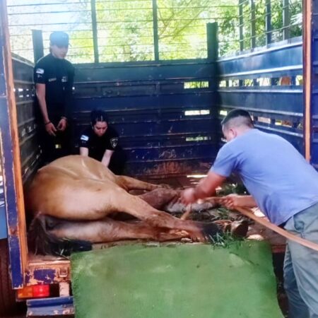 Un caballo colapsó de agotamiento y la Policía montó un operativo para rescatarlo en Posadas imagen-1