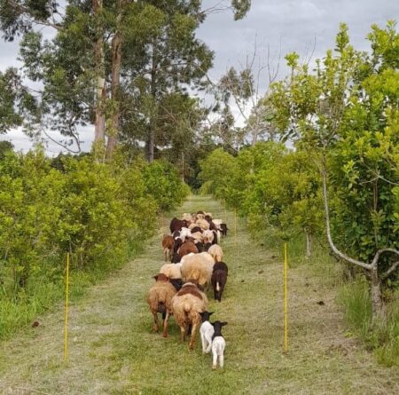 Productores de Los Helechos se capacitaron en manejo de yerba mate con ovinos imagen-1