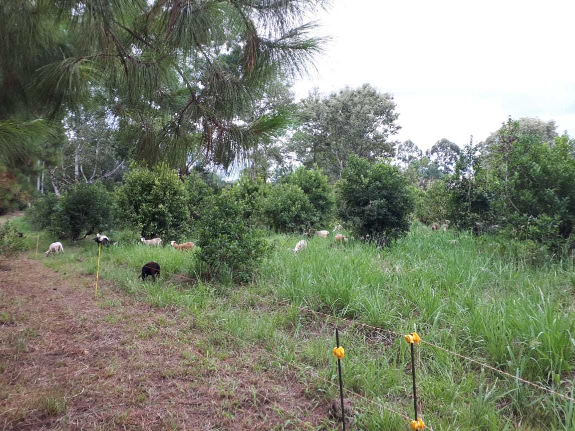 Productores de Los Helechos se capacitaron en manejo de yerba mate con ovinos imagen-4