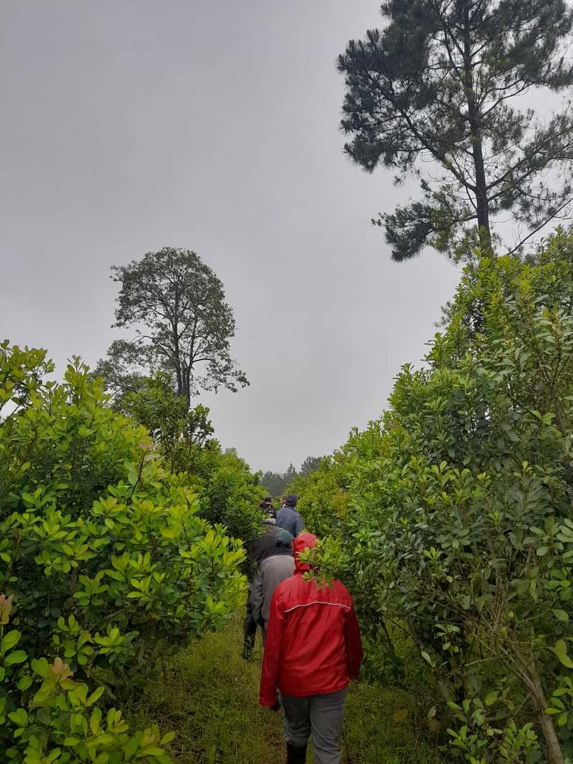 Productores de Los Helechos se capacitaron en manejo de yerba mate con ovinos imagen-2